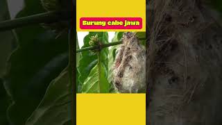 burung cabe jawa atau kemade burung burungmasteran burungcabejawa burungkicau burunggacor [upl. by Merril493]