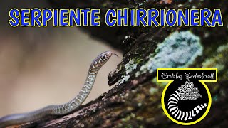 Serpiente Chirrionera [upl. by Anjela346]