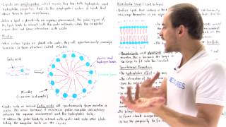 Micelles and Lipid Bilayer [upl. by Tabber]