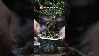 estetika bonsai [upl. by Sherwood867]