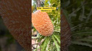 Banksia Blooming in San Diego rareplants banksia gardening australia australian plants [upl. by Drarreg]