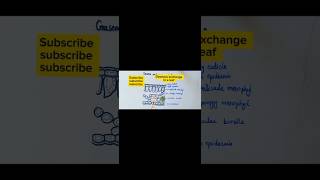 How gas exchange in leaf easy diagram youtube ytshorts youtubeshorts treandingshort viralshort [upl. by Eng]