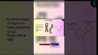 Decoding the DNA Structure Understanding Nucleotide Components [upl. by Gitlow]