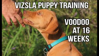 VIZSLA PUPPY  Training progress at 16 weeks for Voodoo the Vizsla [upl. by Abroms]