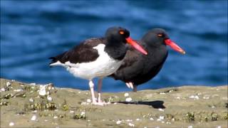 Ostrero común Haematopus palliatus y Ostrero negro Haematopus ater [upl. by Groh]