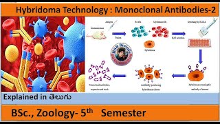 Hybridoma Technology  Monoclonal Antibodies2  BSc Zoology  HSR Bioinfo [upl. by Mowbray]