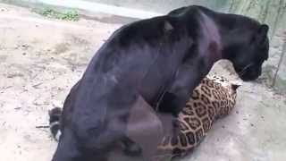 Jaguar mating in Nippondaira Zoo [upl. by Esinek]