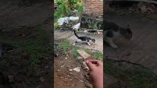 Malah tantrum 😭 lucu kocak neko kucing kucinglucu sc tt [upl. by Anyak50]