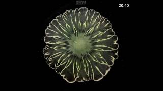 Stunning TimeLapse Shows Bacterial Cultures Form a Flower Pattern [upl. by Aticilef]