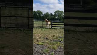 Haflinger excited by train [upl. by Body150]