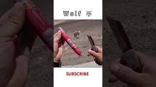 Wolf and Bike 🏍️🐈‍⬛ trendingshorts petlovers bike [upl. by Derfniw]