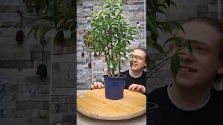 Pruning A Ficus Benjamina Bonsai [upl. by Nelra]