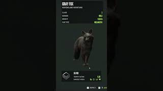 My First Melanistic Grey Fox thehuntercallofthewild cotw [upl. by Chong]