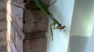 Praying mantis eating a stink bug [upl. by Ellednahc955]