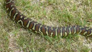 Morelia Bredli  Centralian Carpet Python [upl. by Kentiga]