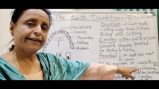 The teeth Dentition 9th ICSE [upl. by Tedmund]