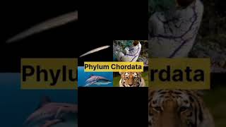 Classification of phylum chordata shortvideo viraltrendingshorts [upl. by Penni]