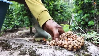 Agrotek  Proses Pembuatan Kopi Luwak Kopi Termahal Di Dunia [upl. by Rosamond]