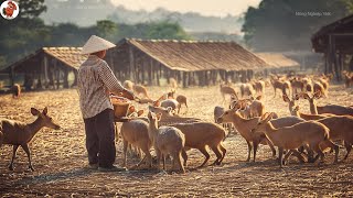 SIÊU NHỎ  SIÊU ĐẮT Nông Dân Đông Nam Á Đổi Đời Nhờ Loài Này  Trang Trại Cheo Cheo [upl. by Belford227]