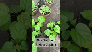 Bixa Orellana LipstickSindoor Saplingshorts greenscreengarden [upl. by Rehpotsirc33]