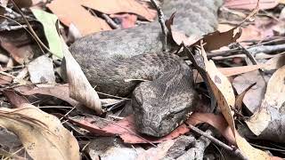 CATCHING A DEATH ADDER  GOLD COAST HINTERLAND 🐍⚠️🔥 [upl. by Llien]