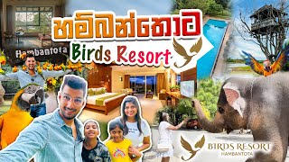 Place to visit in Sri lanka  Hambantota Birds Resort 🌳🦩  හම්බන්තොට මහා වන මැද පාරාදීසය 🌴🦆 [upl. by Kerin]