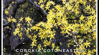 COROKIA COTONEASTER  THE MOST BEAUTIFUL SMALL TREE  BRIGHT TINY YELLOW FLOWERS  NATURAL BONSAI [upl. by Augusto]