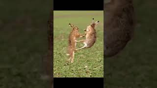 Rabbits Fight shorts  wildlife [upl. by Enirtak]