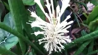 Sansevieria  Motherin laws tongue Plant  in Blooming [upl. by Serg820]