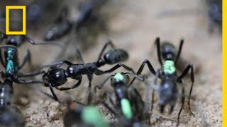 SelfSacrificing Ants Refuse Treatment of Their Wounds  National Geographic [upl. by Notsirk]