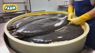 AMAZING Caviar Production How The Worlds Most Expensive Caviar is Made [upl. by Floyd]