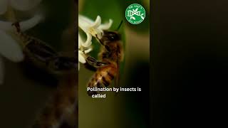 Pollination by insects  Nature and plant interaction viral [upl. by Francklin791]