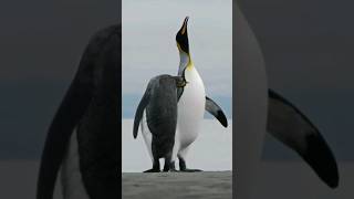 Sound of KING PENGUIN  Aptenodytes patagonicus Sound  animal sounds [upl. by Ebeneser]