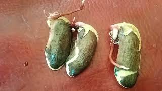 Secrets to Growing Mango Seed Successfully [upl. by Lleinnad]