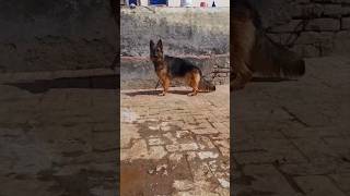 Full top gsd female angulation😎viralvideo ytshorts views viralvideo dog doglover trending [upl. by Cindie]