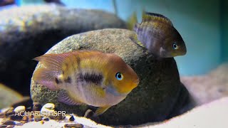 Amatitlania sajica pair The Tbar cichlid  AcuaristasPR [upl. by Lednahc]