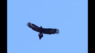 Wedgetailed Eagle flying over the Moggill Forest [upl. by Alleunam]