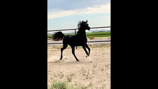 AZ AROS  2023 Homozygous Black Straight Egyptian Colt  Yearling [upl. by Ahsinned]