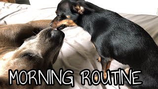 MY DOGS’ MORNING ROUTINE  LABRADOR CANE CORSO AND CHIHUAHUA  BIG DOG AND SMALL DOG [upl. by Lynelle]