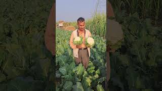 Shriram Bioseed SW65 Cauliflower  Vll kharkhauda District meerut [upl. by Melisse]