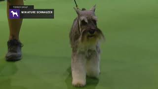 Miniature Schnauzers  Breed Judging 2019 [upl. by Krik]