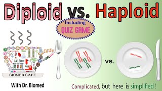 Diploid vs Haploid [upl. by Amii]