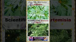 Artemisia artemisia 🍀🍀🍀plants shorts shortsfeed shortvideos shrubs video ytshorts [upl. by Armin]