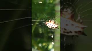 Spiny orb spider looks like crab103024 Nyarit Mexico [upl. by Hannover192]