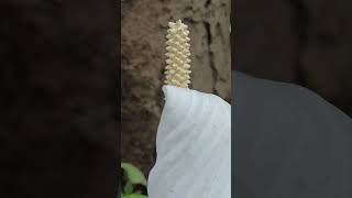 Spathiphyllum montanum flower  happy through  beautiful flowers  beautiful through [upl. by Eonak250]