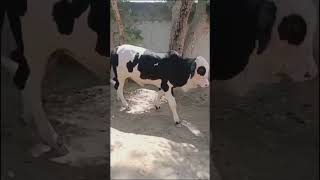 Masha Allah Cholistani Ablak bachra cholistanibachrequrbani2024 animalshortvideo cow bull [upl. by Yance205]