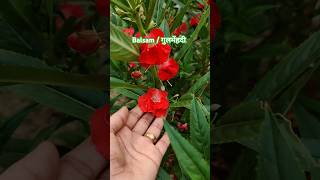 Balsam  गुलमेंहदी 🌸 balsam plant flowers garden shorts ytshorts music gardening [upl. by Stoops284]