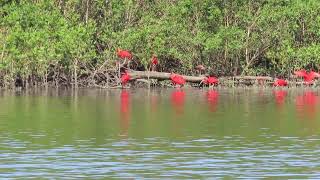 Guarás Vermelho em foco no poleiro às margens do Rio Jaguareguava [upl. by Alexander]