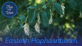 Tree of the Week Eastern Hophornbeam [upl. by Shaylah269]