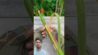 Bamboo creations with Spring bamboo archery bambooindia bambootree trending shorts reels [upl. by Zeeba]